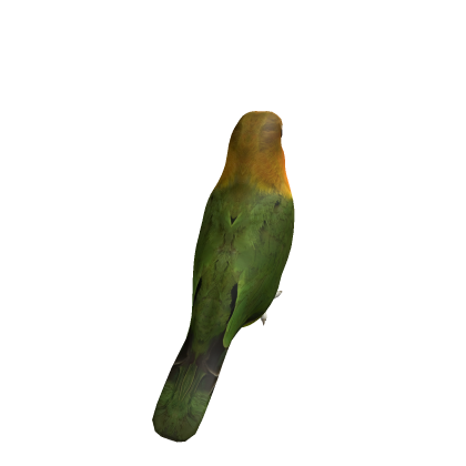 Fischer's Lovebird
