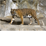 St. Louis Tiger Hockey fan club