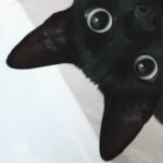  =＾• . •＾=