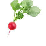 Radish worshipers