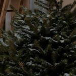 ‧˚🎄˚‧✩ ‧˚ ♡