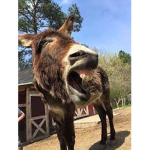 Donkey Devolopment