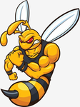 the 17% wasps