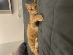 Cats communite