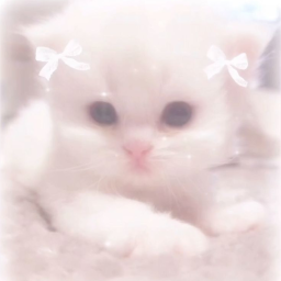 ฅ^•ﻌ•^ฅ