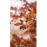 Autumn and butterflies