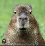 Grupo capibara insana
