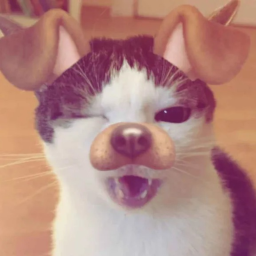 ˃ᗜ˂