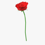 Red Rose Cartel