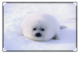 Seal Puppys Rule Simulator
