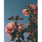 ت༄Snowflake༄ت