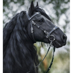 Horse group<3