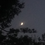 Ｎｅｗ Ｍｏｏｎ Ｔｅａ ~