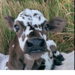 Aesthetic COW only