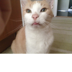 Cat Clash
