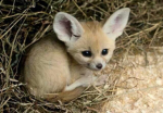 FOX FRENZY!