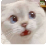 pls join my group i just started a group :D