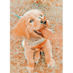 XOPREPPYVIBESXO