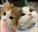 Kitty cats Bye besties