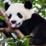 Panditas de Roblox