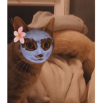 Cute cats and skye