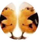 Chickenbros hub