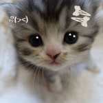fumfula Group Thumbnail
