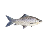 Fishy.123