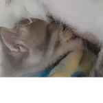 سلق