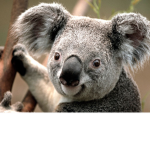 TeamKoalaForLife