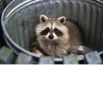 •Raccoons United•