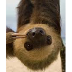 SLOTH PARTY