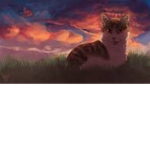Cats for life<3