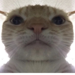 Boby the human