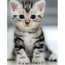 CAT OBBY!