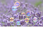 Super super Lavanderbubble group