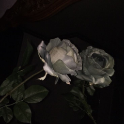 ♡🦢
