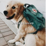 •Arilia's Luvies•