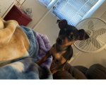 Mikayla’s dog fan group!