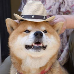 The west doge!!!