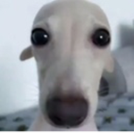 asian peepol