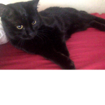Join pls cats for life