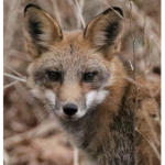 Foxes 4 Life