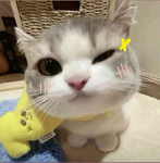 Azyirbeix