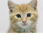 CuteCat Gang