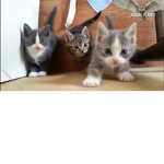 meowth fans
