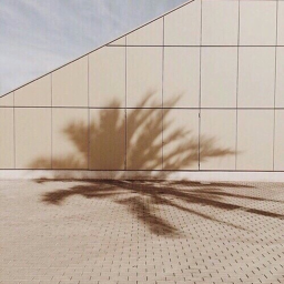 ✧