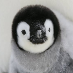 Penguino'group