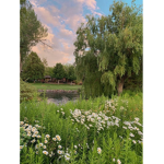 shining forest <3
