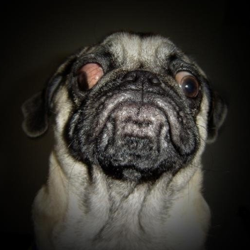 my pug died